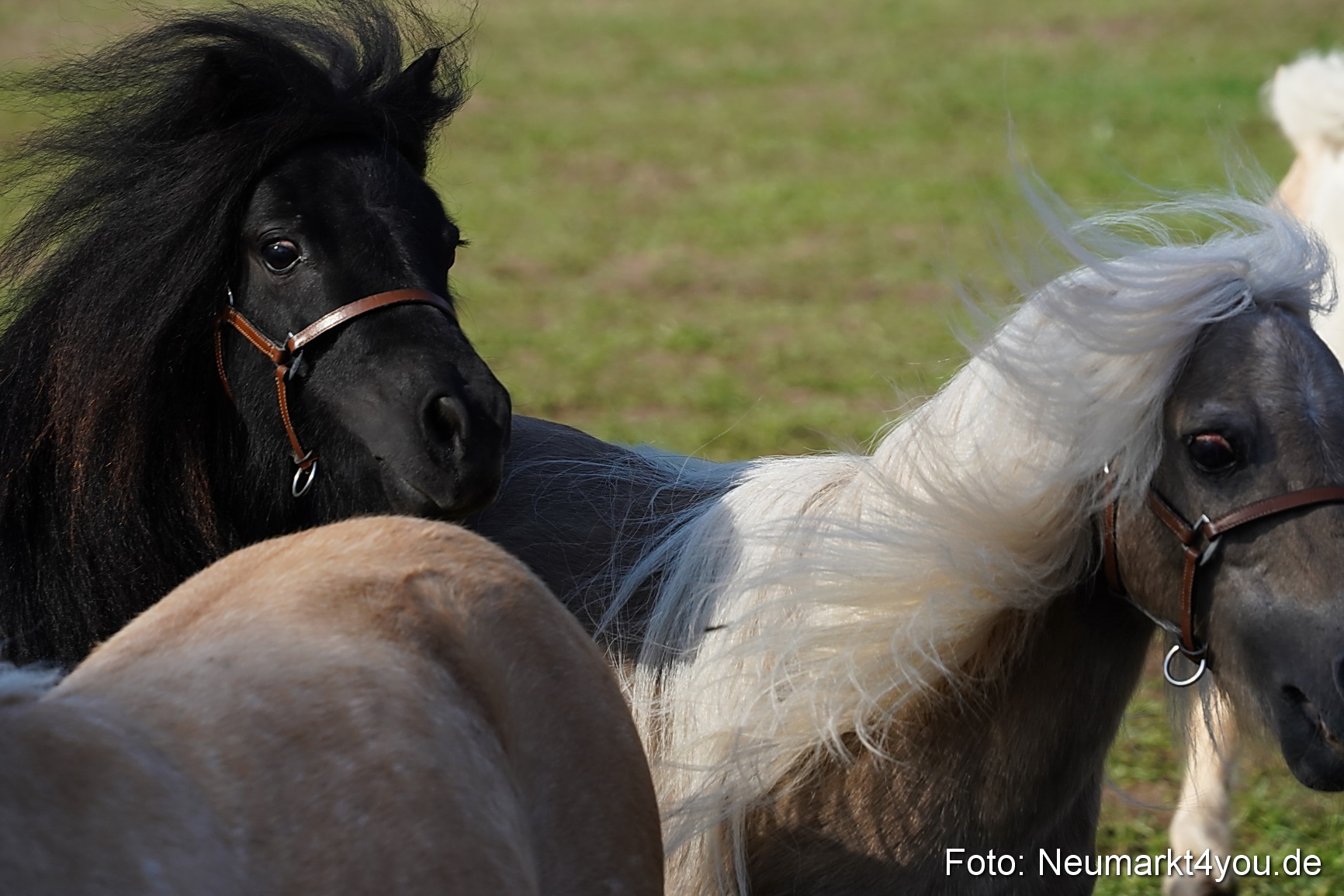 Pferde und Fohlenschau 2022 0083 